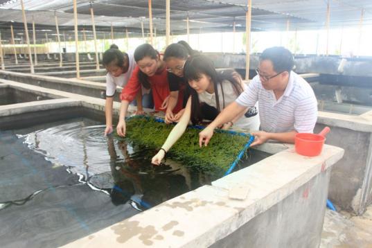 海洋科学系学生在海葡萄养殖基地实习